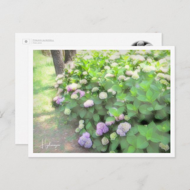 Postal Hydrangea (Anverso / Reverso)