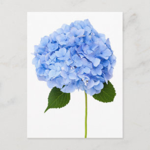 Postal Hydrangea