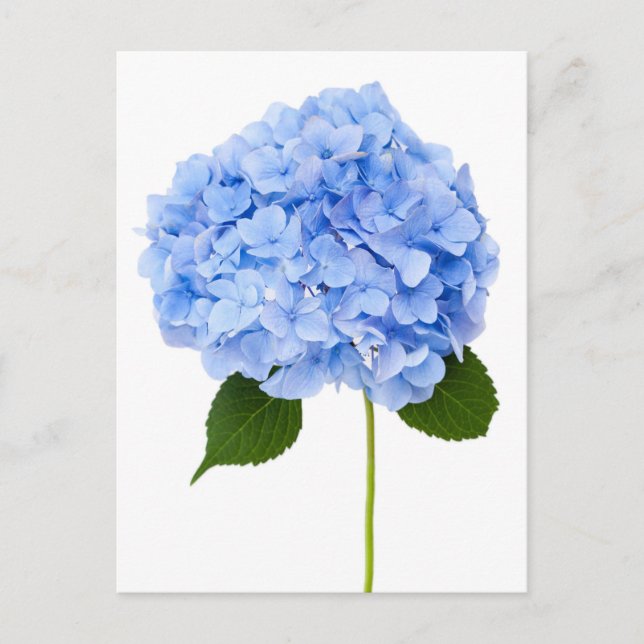 Postal Hydrangea (Anverso)