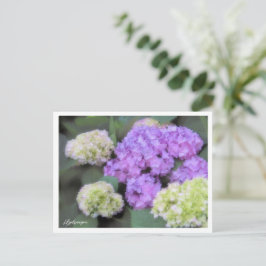 Postal Hydrangea