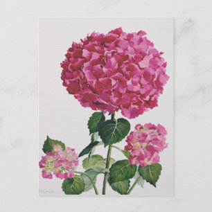 Postal Hydrangea