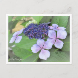 Postal Hydrangea