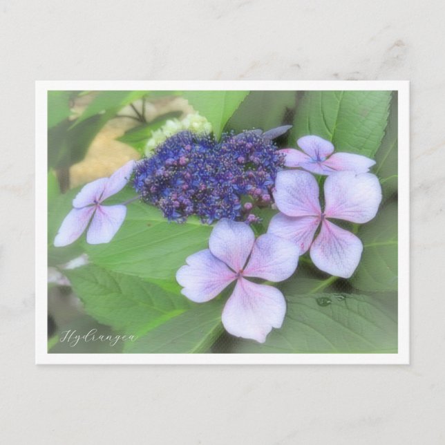 Postal Hydrangea (Anverso)