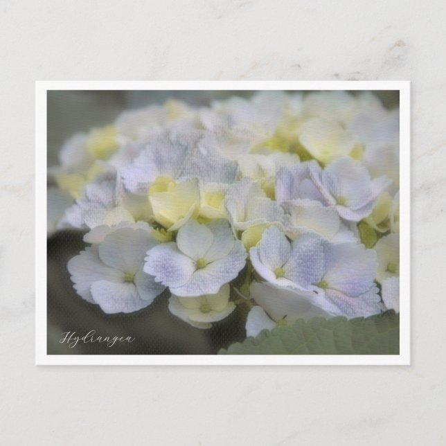 Postal Hydrangea (Anverso)