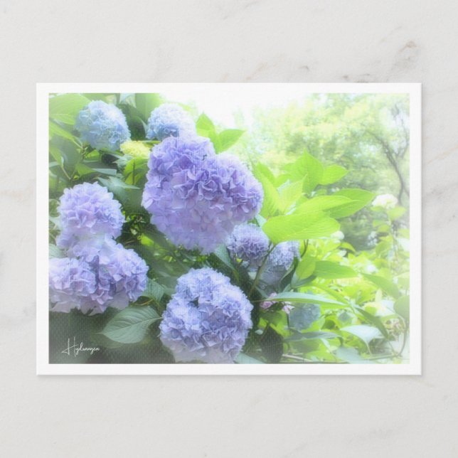 Postal Hydrangea (Anverso)
