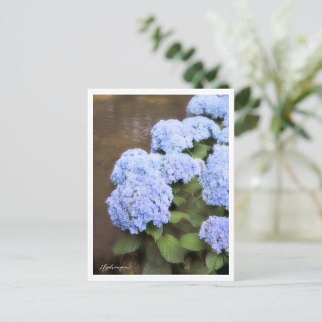 Postal Hydrangea (Anverso de pie)