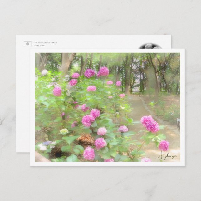 Postal Hydrangea (Anverso / Reverso)