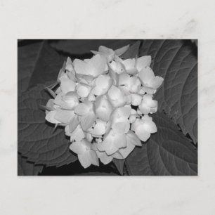 Postal Hydrangea