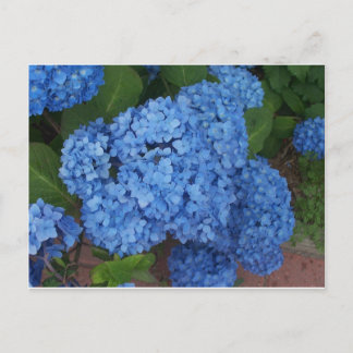 Postal Hydrangea