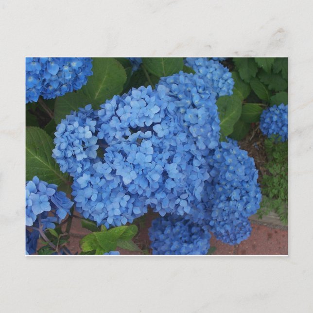 Postal Hydrangea (Anverso)