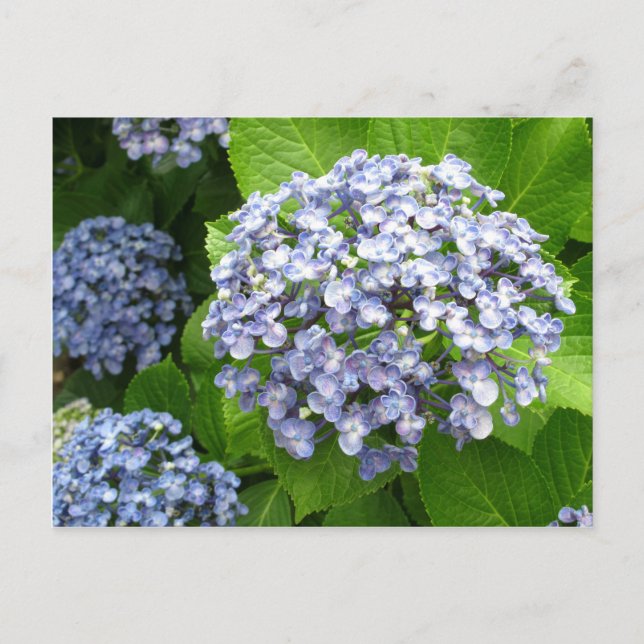 Postal Hydrangea (ajisai): Japón (Anverso)