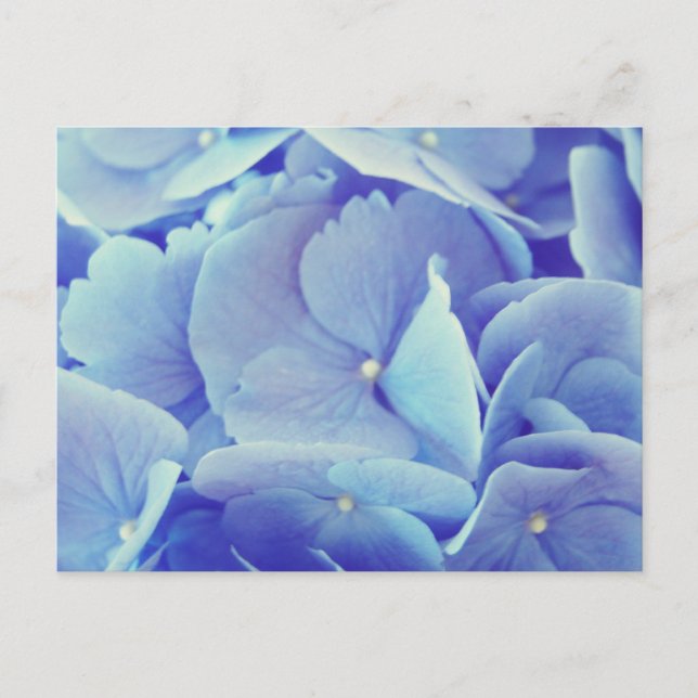 Postal Hydrangea azul (Anverso)