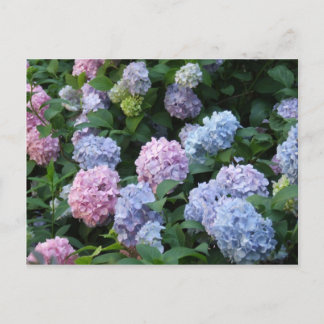 Postal Hydrangea azul