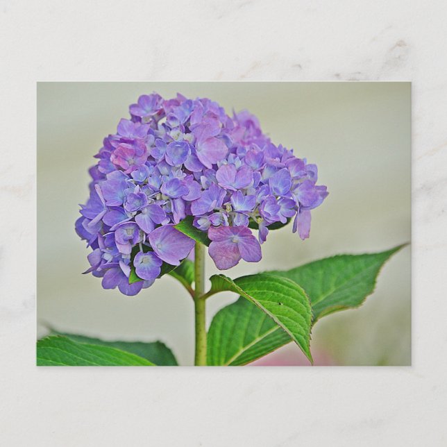 Postal Hydrangea Blossom (Anverso)