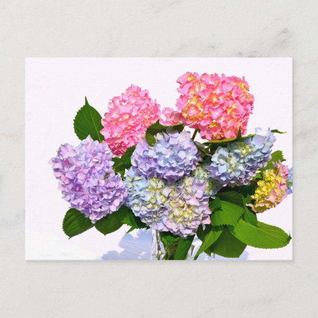 Postal Hydrangea Bouquet (Anverso)