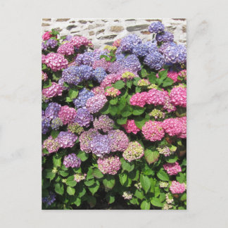 Postal Hydrangea bush Postcard