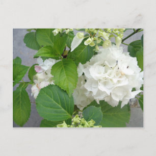 Postal Hydrangea Flor Verde Blanco Naturaleza Planta Jard