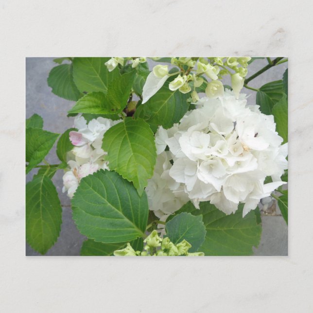 Postal Hydrangea Flor Verde Blanco Naturaleza Planta Jard (Anverso)