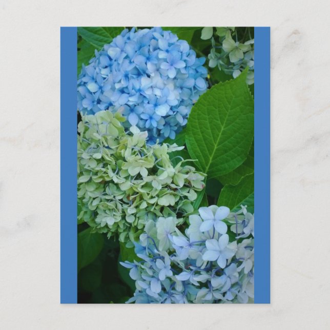 Postal Hydrangea Flowers (Anverso)