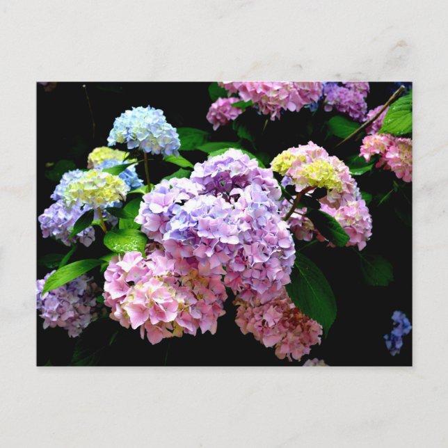 Postal Hydrangea garden, rosa, azul, violeta floral (Anverso)