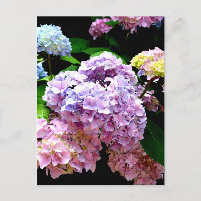 Postal Hydrangea garden, rosa, azul, violeta floral (Anverso)