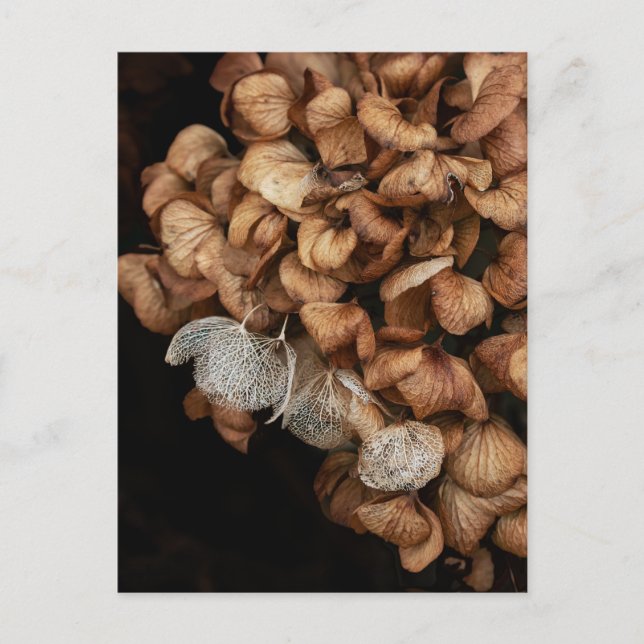 Postal Hydrangea Harta (Anverso)