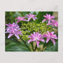 Postal Hydrangea hybrida "Dance Fiesta" ポ カ ド