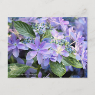 Postal Hydrangea hybrida "Fiesta de danza" [postal]