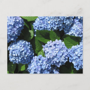 Postal Hydrangea: Japón