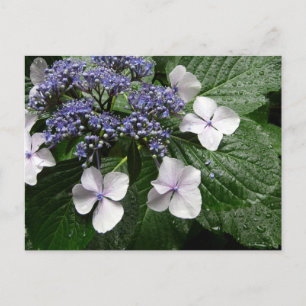 Postal Hydrangea: Japón