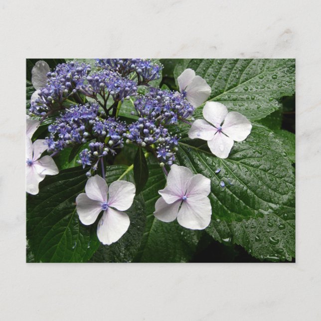 Postal Hydrangea: Japón (Anverso)