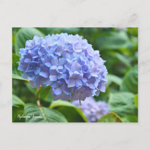 Postal Hydrangea "Jogasaki" [Postcard] ポ ス カ・ド