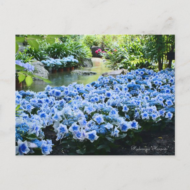 Postal Hydrangea 'Konpeito' [Postal] (Anverso)
