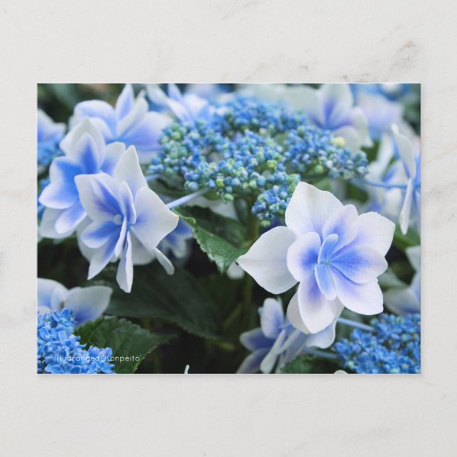 Postal Hydrangea 'Konpeito' [Postal] (Anverso)