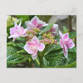 Postal Hydrangea 'Konpeito' [Postcard] ポストカード