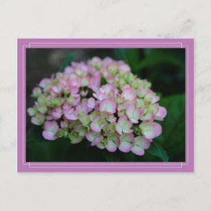 Postal Hydrangea Nigra Postcard