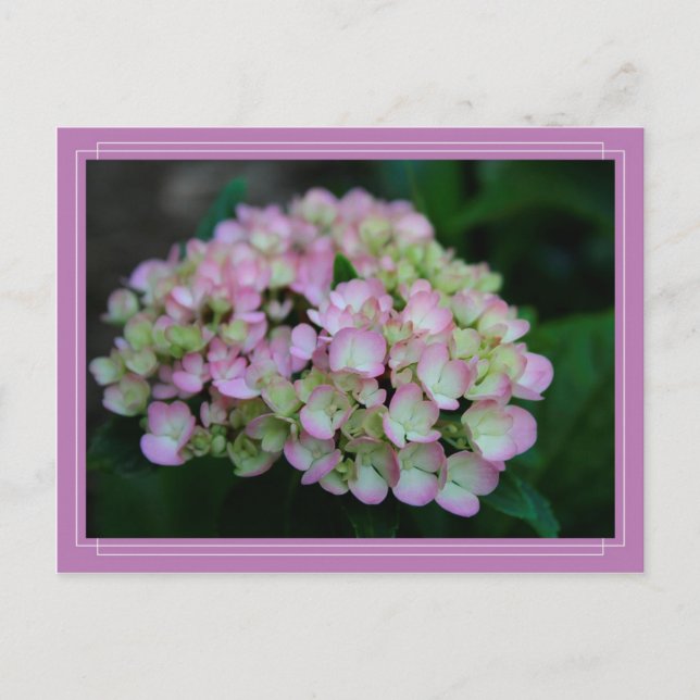 Postal Hydrangea Nigra Postcard (Anverso)