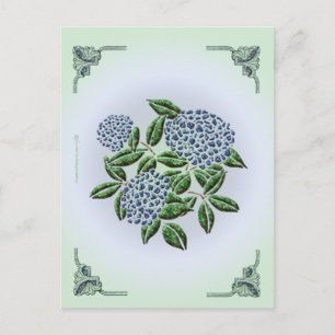 Postal Hydrangea Postcard