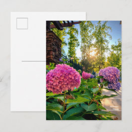 Postal ¡Hydrangea Postcard!