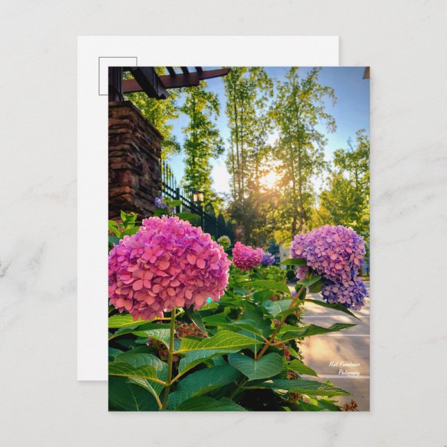 Postal ¡Hydrangea Postcard! (Anverso / Reverso)