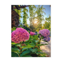 ¡Hydrangea Postcard!