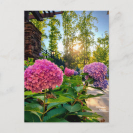 Postal ¡Hydrangea Postcard!