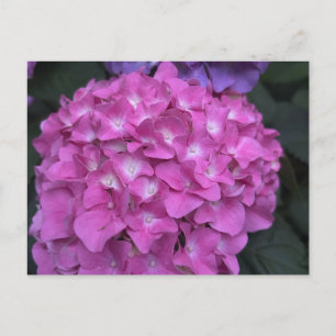 Postal Hydrangea Postcard