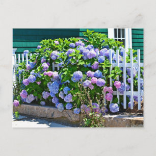 Postal Hydrangea Postcard