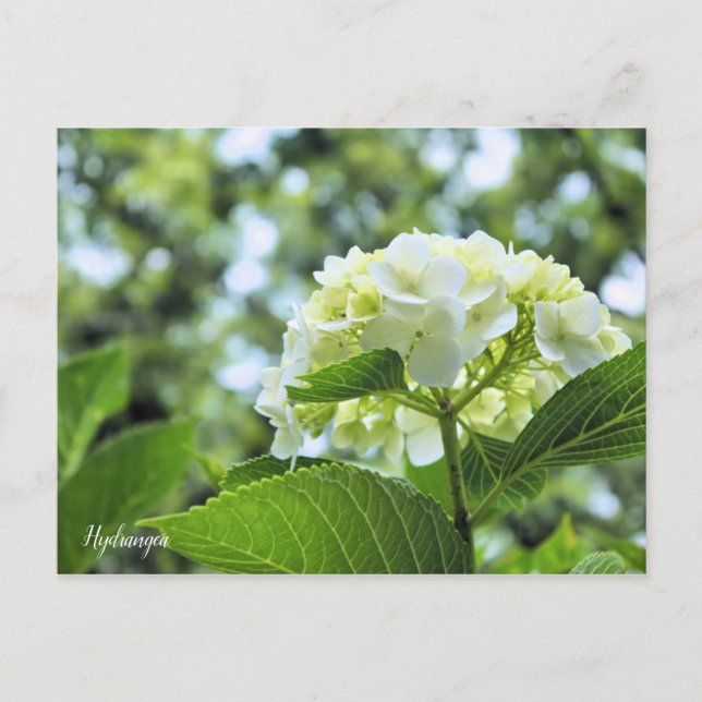 Postal Hydrangea [Postcard] ポストカード (Anverso)