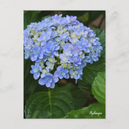 Postal Hydrangea [Postcard] ポストカード