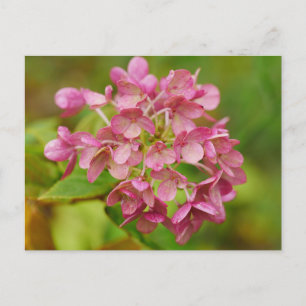 Postal Hydrangea rosa