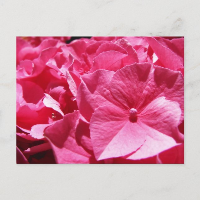 Postal Hydrangea rosa (Anverso)
