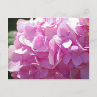 Postal Hydrangea rosa