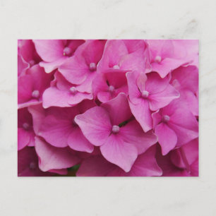 Postal Hydrangea rosa
